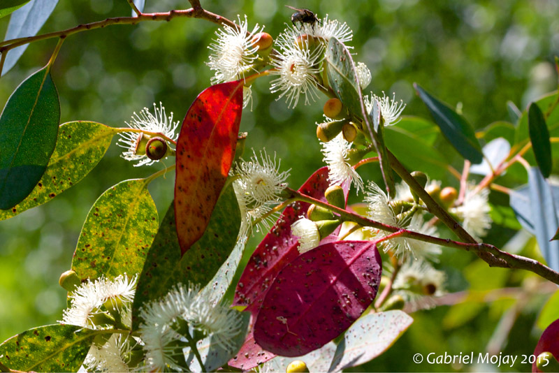 The Immunomodulating Potential of Essential Oils in Relieving Asthma